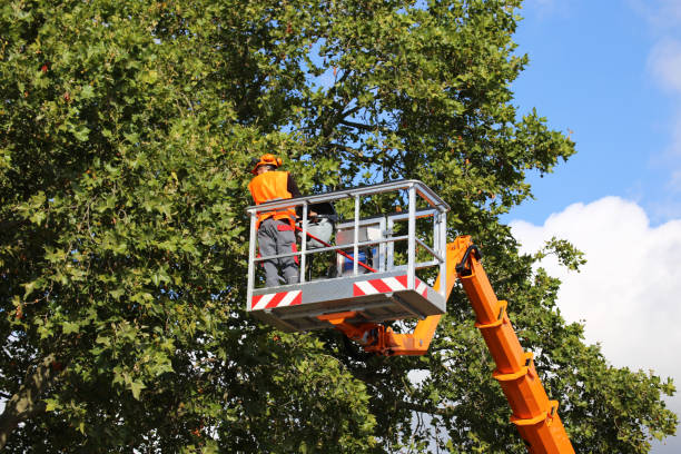 How Our Tree Care Process Works  in Fremont Hills, MO